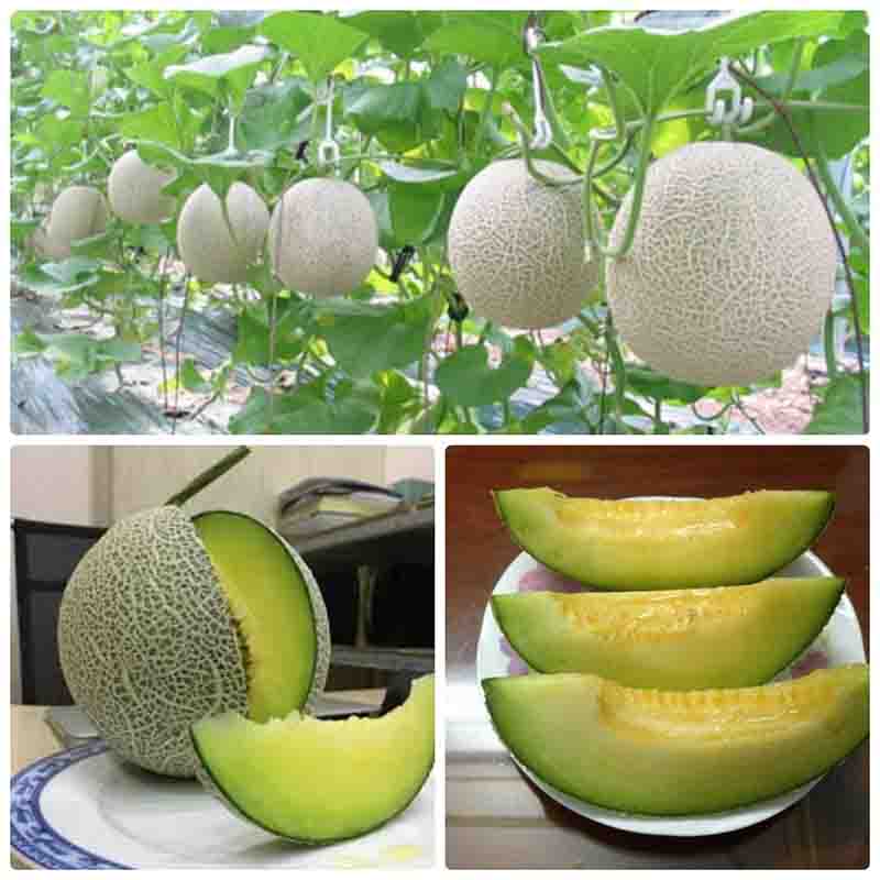 Hạt giống Dưa Lưới Ruột Xanh (Gói 20 hạt)