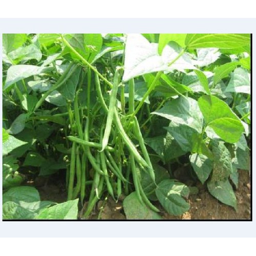 Hạt giống đậu cove lùn xanh - 50gr/gói