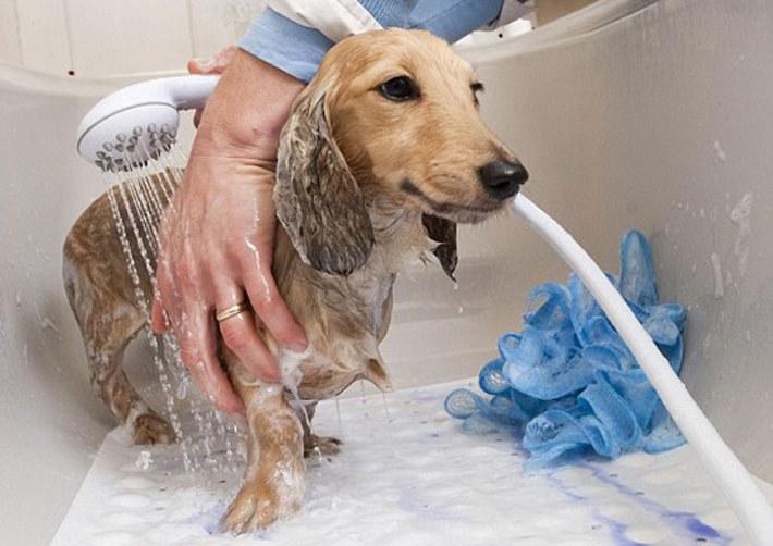Thuốc Trừ Kiến Bò Chét Và Các Loại Côn Trùng KillPest