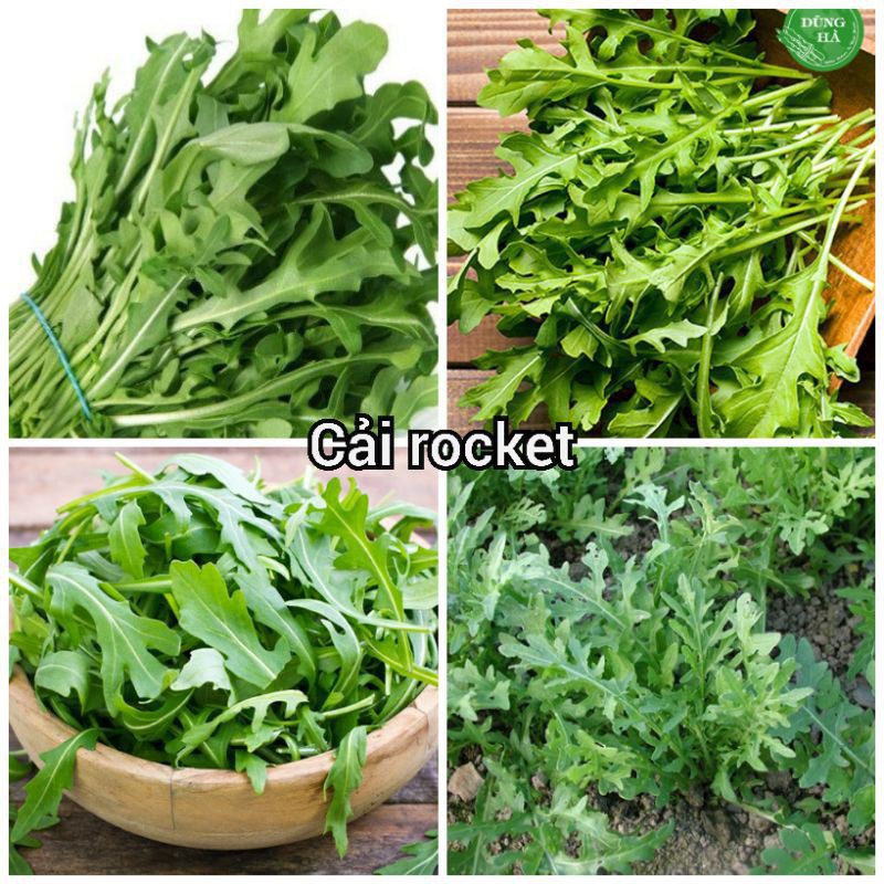 Hạt giống Rau Thơm Rocket ( rau Arugula, làm salat, luộc, xào đều ngon )