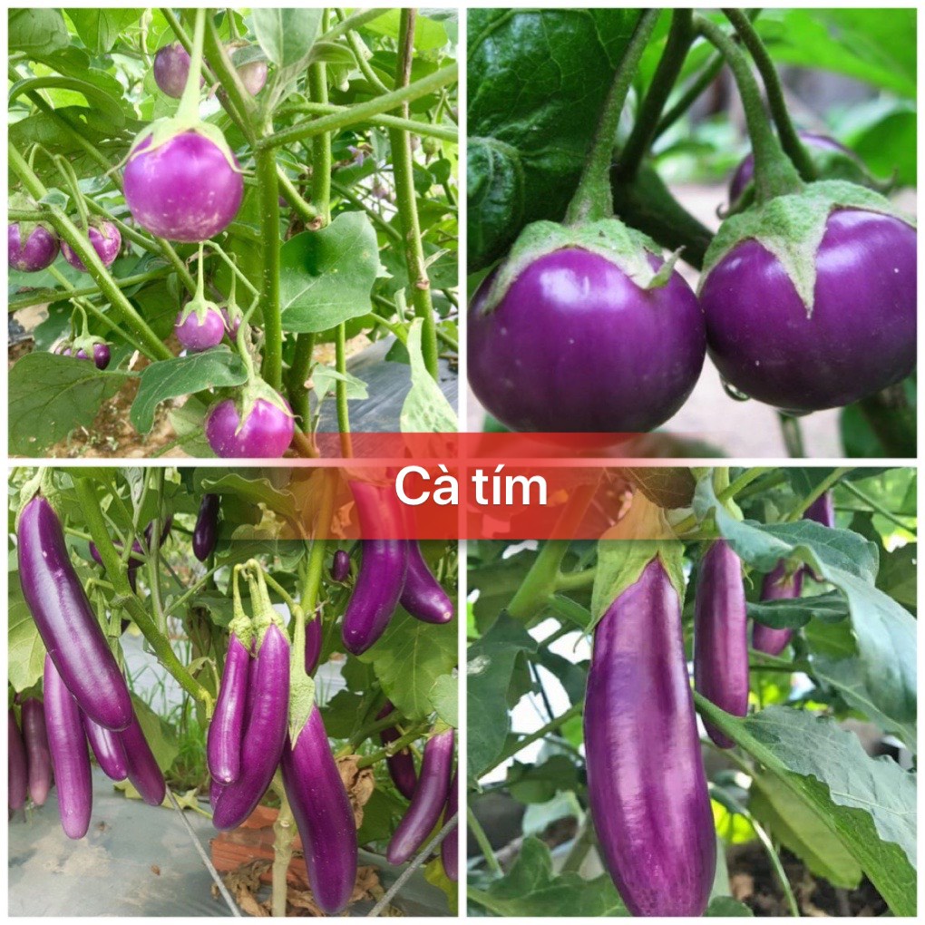 #Hạt_giống_cà_tím_dái_dê_cà_tím_tròn F1(tặng kèm phân bón và thuốc kích mầm)
