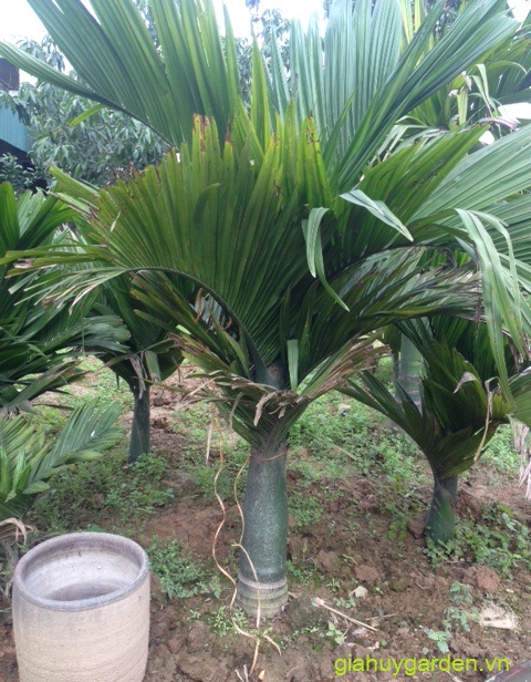 COMBO 3 CÂY CAU LÙN CAU TỨ QUÝ ( cây cau lấy quả ăn trầu )