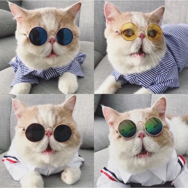 Kính mát cho thú cưng, chó mèo
