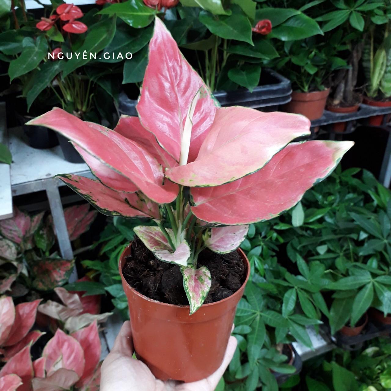 Cây vạn lộc , cây hồng lộc