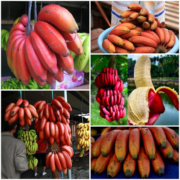 Hạt Giống Chuối Đỏ - 10 Hạt