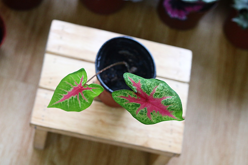 Chậu cây Caladium Biocolor - Môn 2 màu (Môn Biocolor)