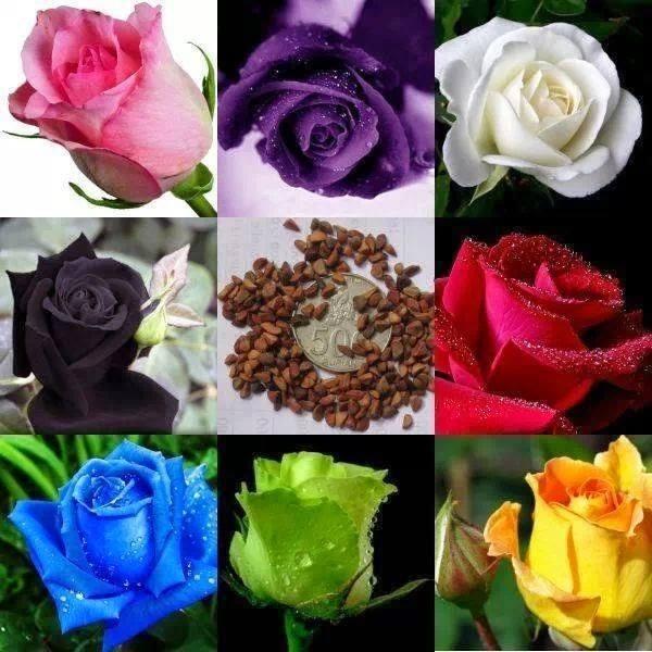 Hạt giống hoa hồng Hà Lan mix - 1 gói 20 hạt