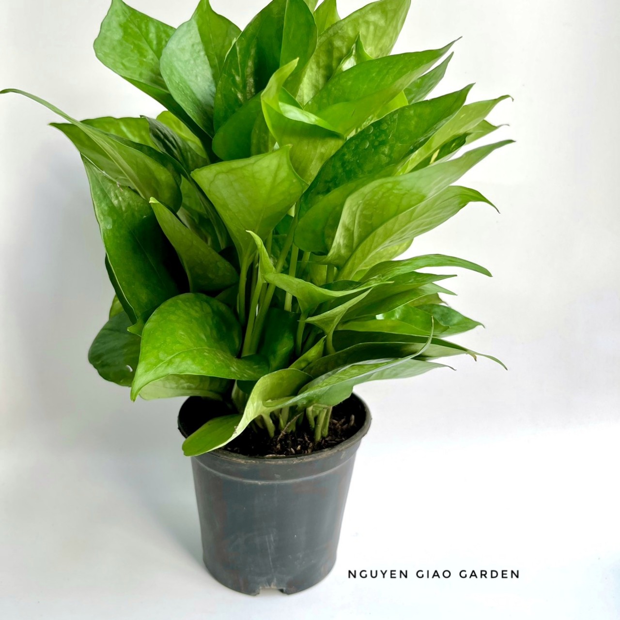 Cây Trầu Bà Xanh Chậu Nhựa