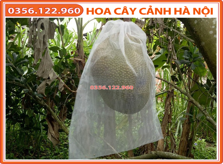 10 Túi Bọc Mít kích thước 40x50cm