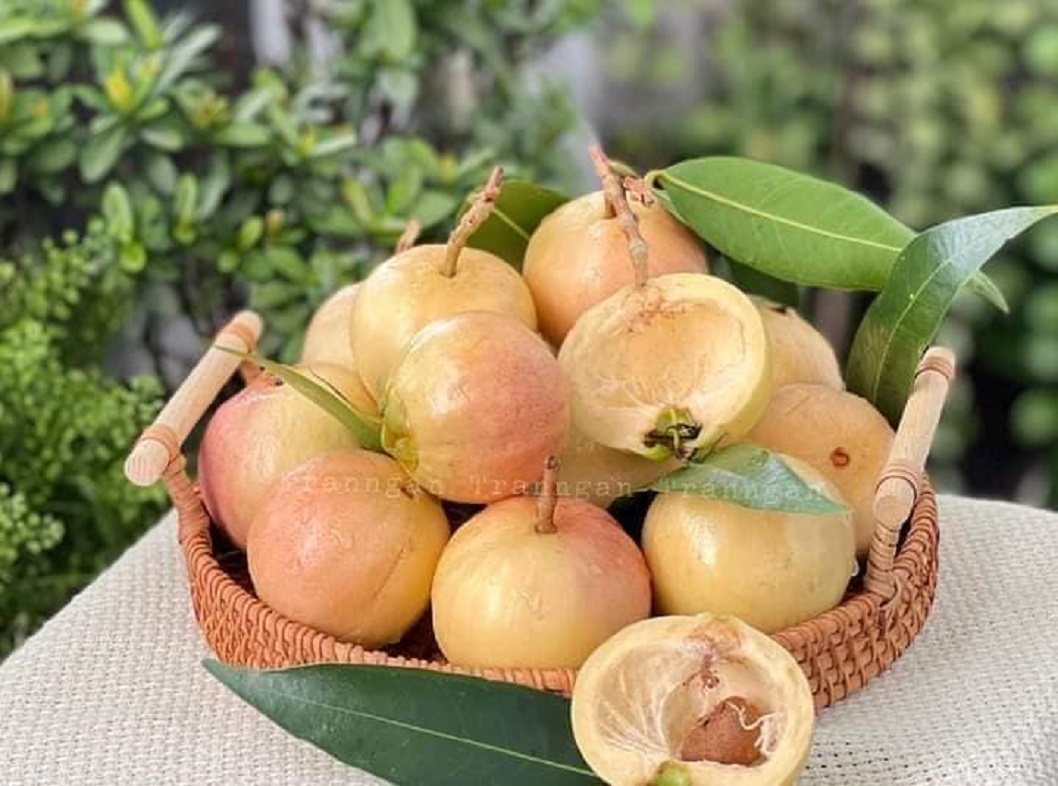 Cây giống mận lý ghde