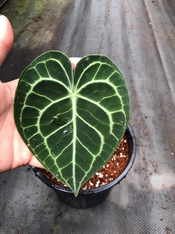 Môn Tim - Anthurium Clarinervium cây con