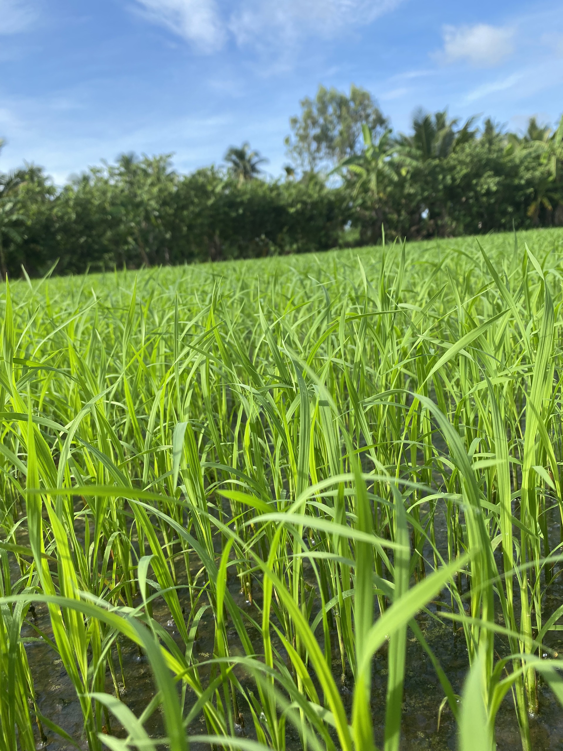 PHÂN BÓN LÁ RA RỄ NỞ BỤI CHUYÊN LÚA 1 Lít