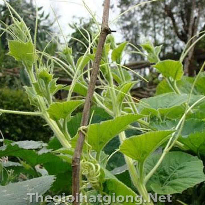 Hạt giống Bí Ngọn Siêu Mập Cao Sản 10gr/gói