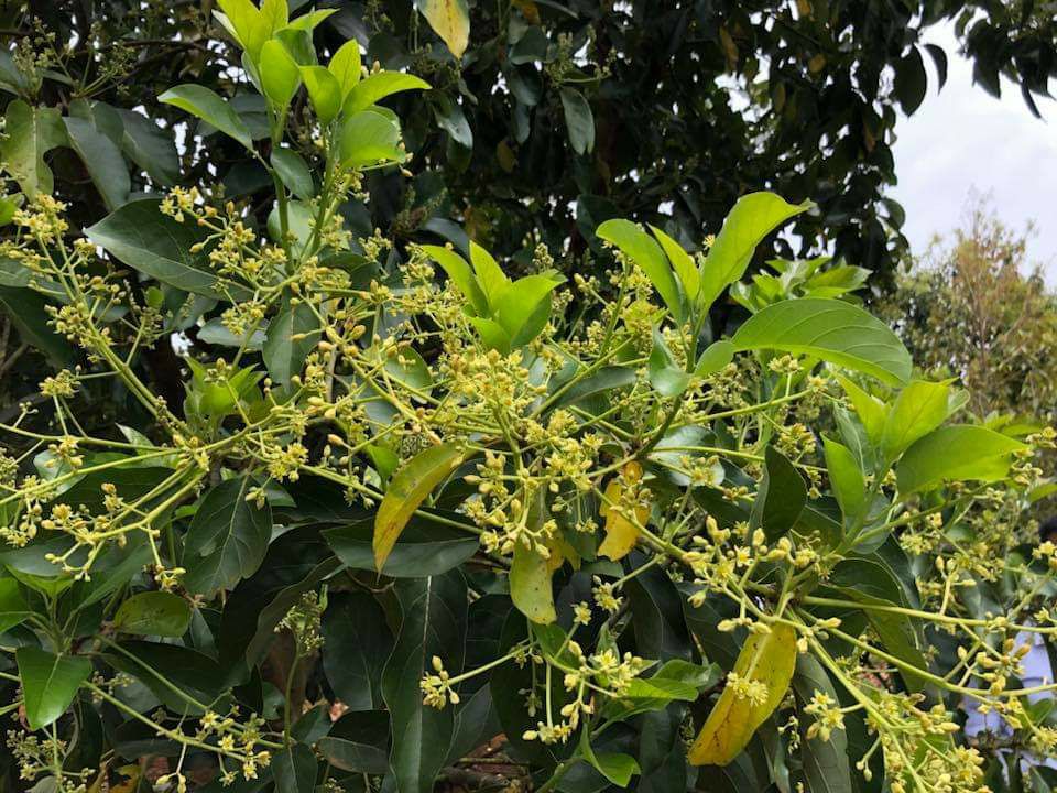 CÂY GIỐNG BƠ CUBA SIÊU SỚM