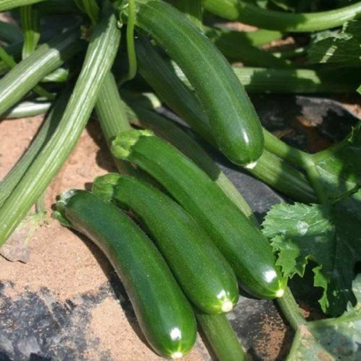 Gói 100 Hạt Giống Bí Ngòi Xanh