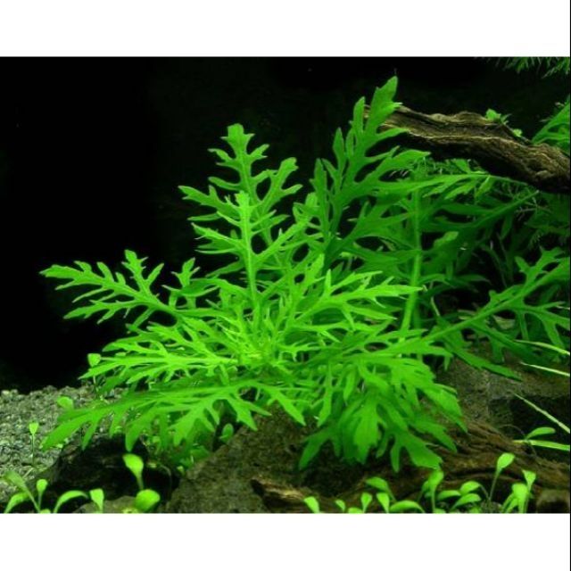 Cây Thủy Cúc - cây thủy sinh không cần co2 và nền