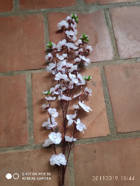 hoa anh đào giả
