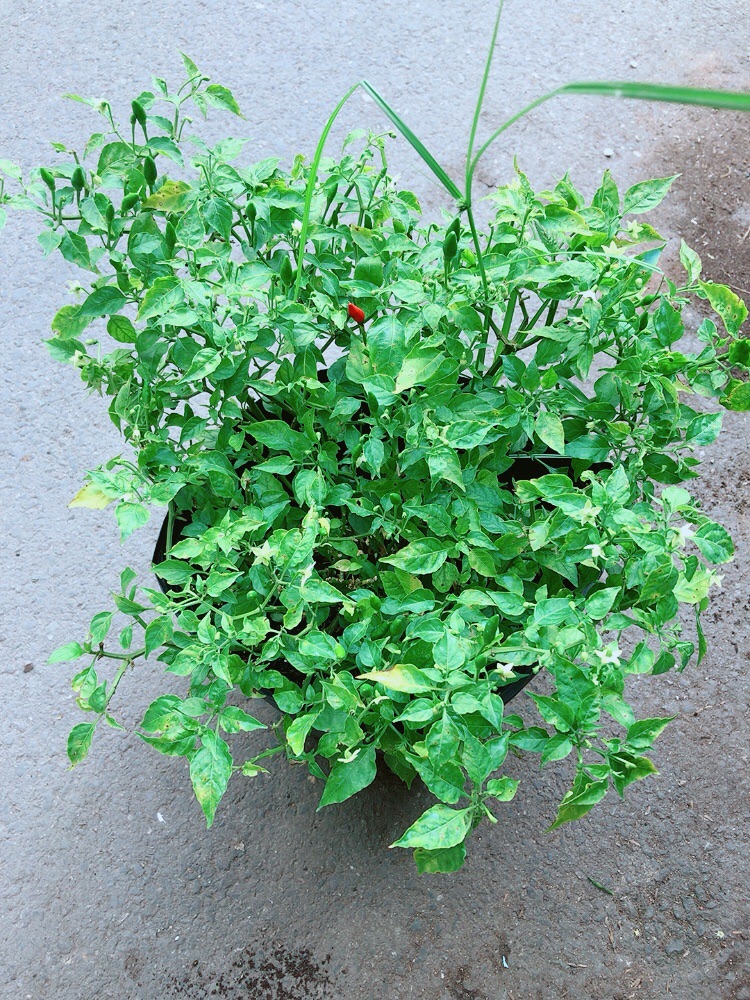 [HCM]Bụi Ớt Hiểm