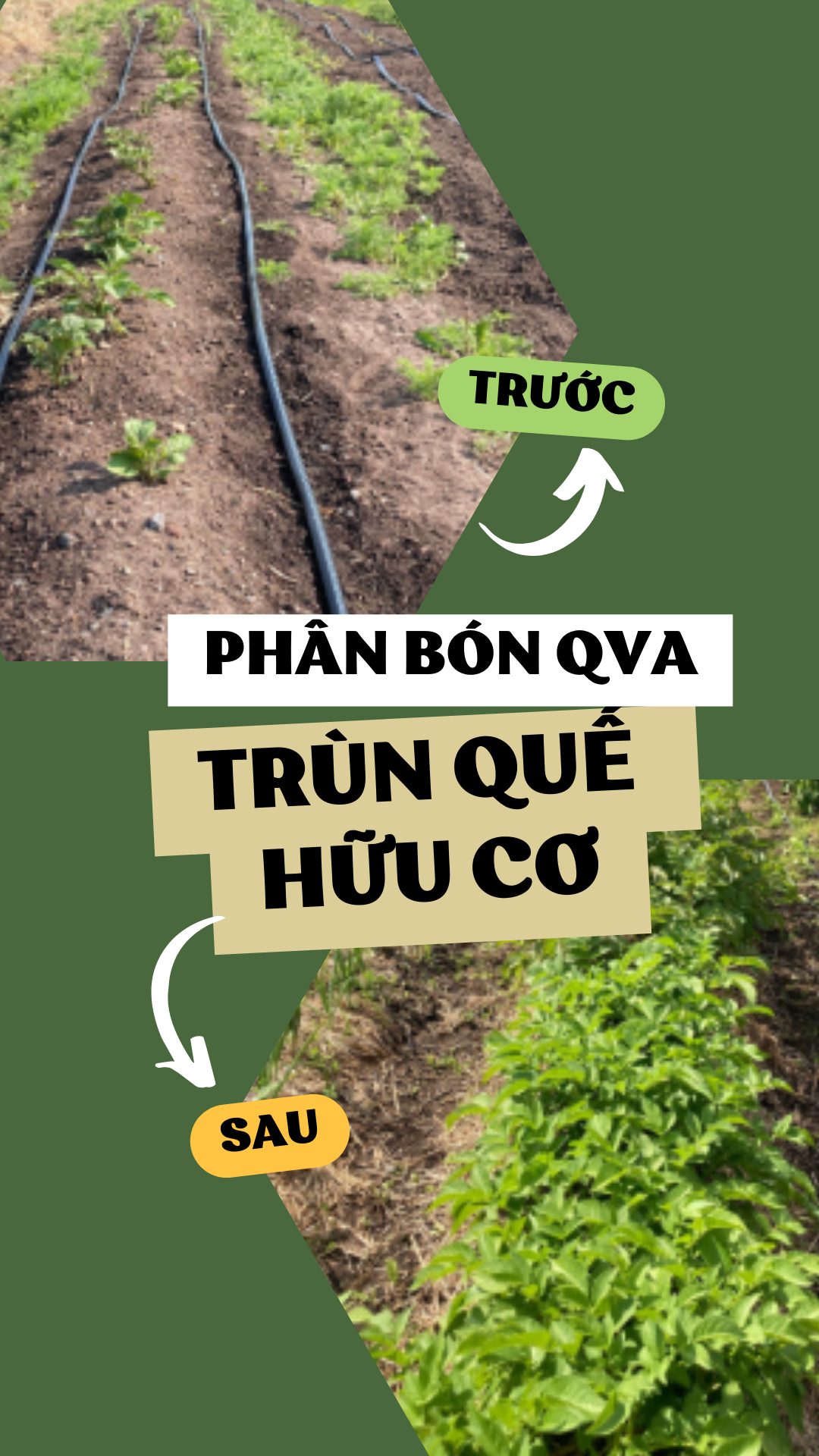 Phân trùn quế nguyên chất QVA 100% HỮU CƠ (500g - 5kg)
