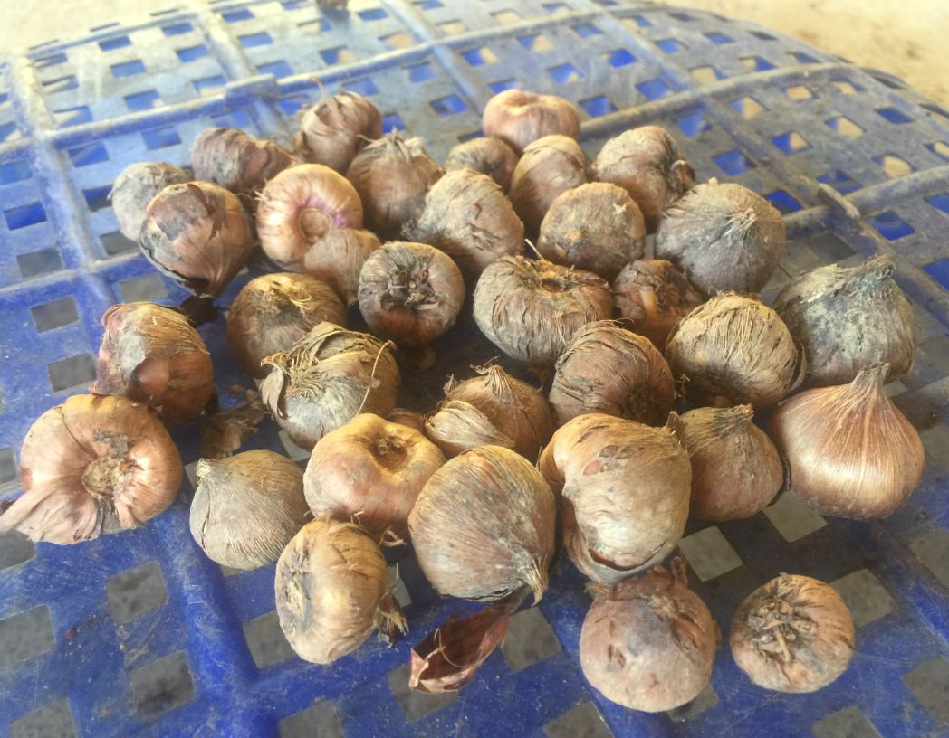 Combo 10 củ giống hoa lay ơn mix màu