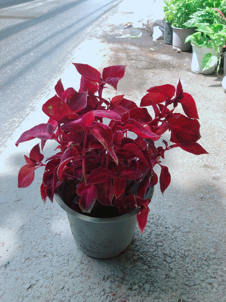 Cây Lá Gấm Đỏ