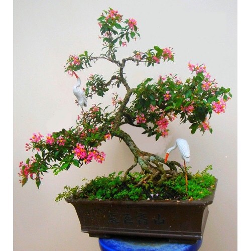 cây hồng ngọc mai dáng bonsai