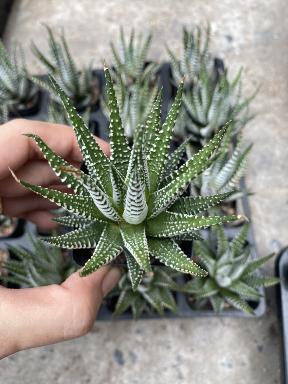 Xương rồng móng rồng , móng cụp giá rẻ.