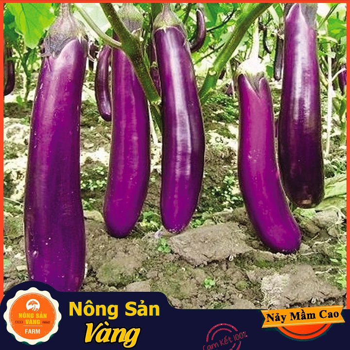 Long heart lilac seeds (1 gram package)-shallow yellow