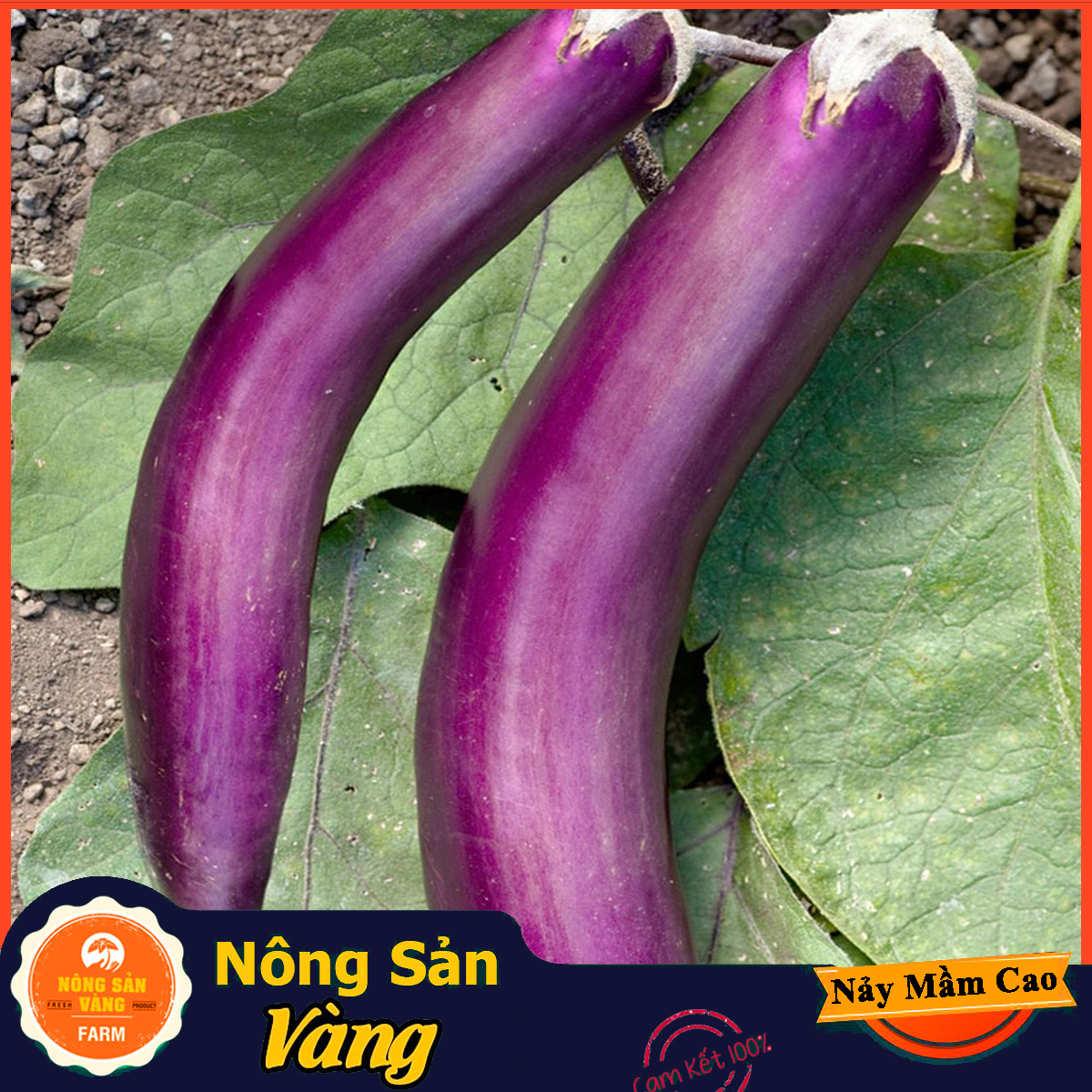 Hạt giống Cà Tim Quả Dài ( Gói 1 Gram ) - Nông Sản Vàng