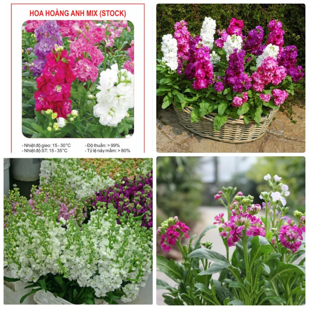 Hạt giống hoa Hoàng Anh mix  màu - ( 50 hạt/gói )
