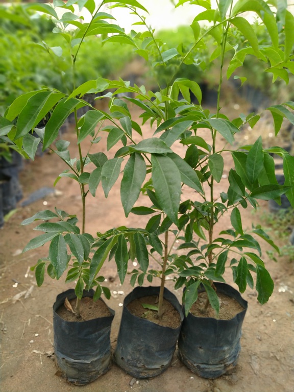 2 Cây mắc mật