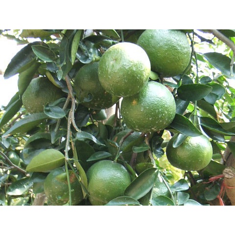 Cây Giống Cam Sành F1 siêu sớm