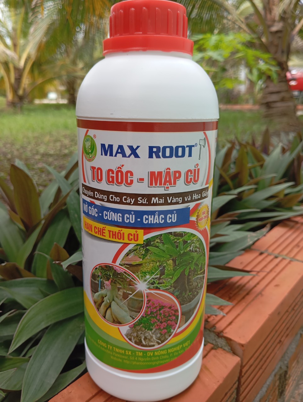 Phân Bón To Củ Chuyên Sứ, Mai, Hoa Giấy,...
