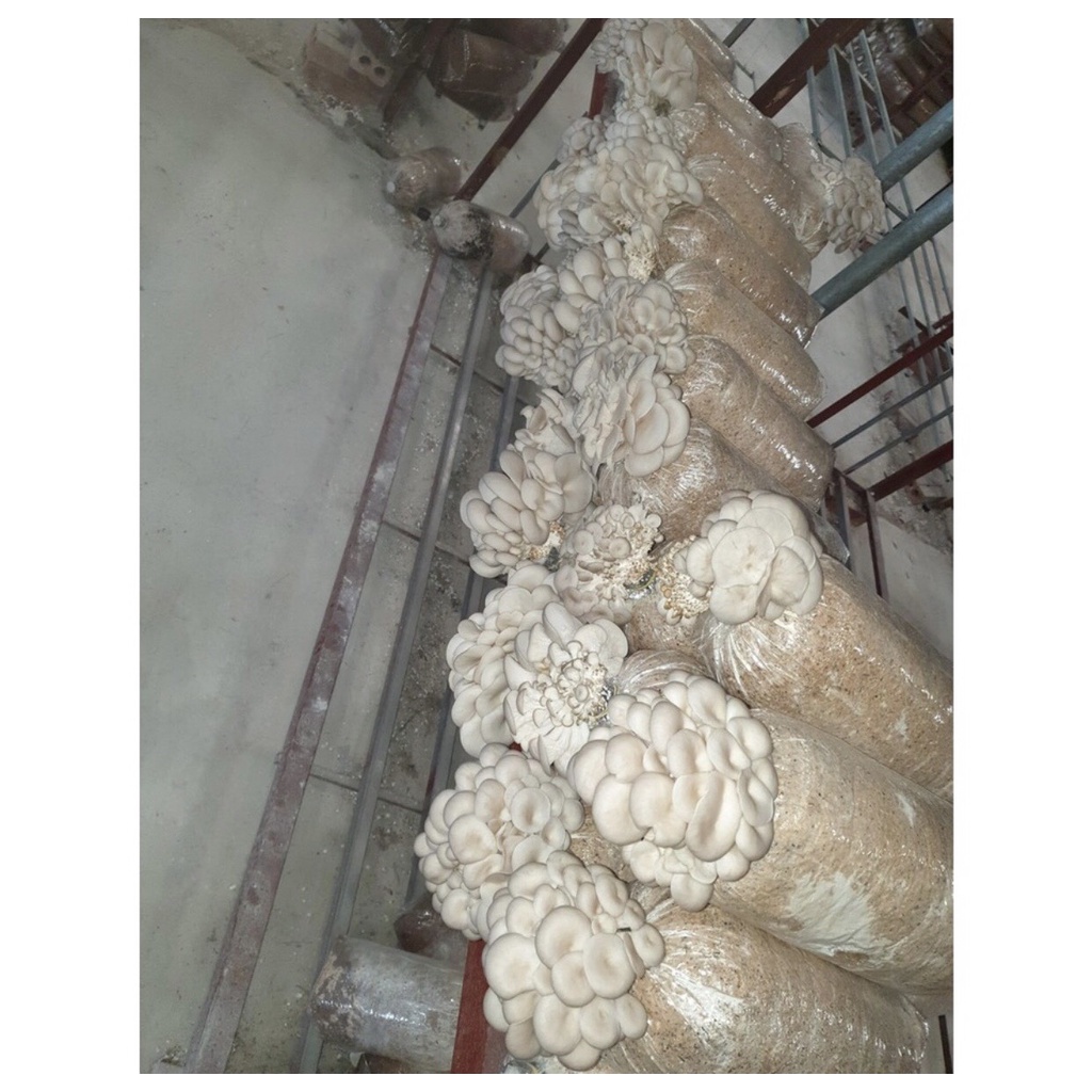 Phôi nấm Sò
