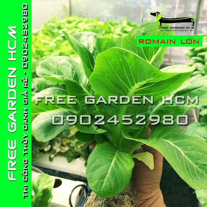 200 HẠT GIỐNG XÀ LÁCH ROMAIN MINI / ROMAIN LỚN HÀ LAN ( Bọc Men)