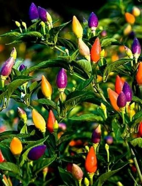 30 Hạt giống ớt ngũ sắc