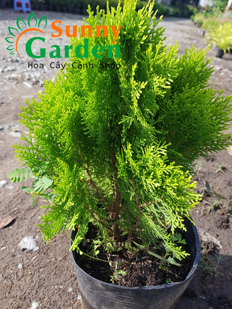 Cây Trắc Bách Diệp ( Cây Thuộc Bài ), Cao 20-30cm - Cây Phong Thủy