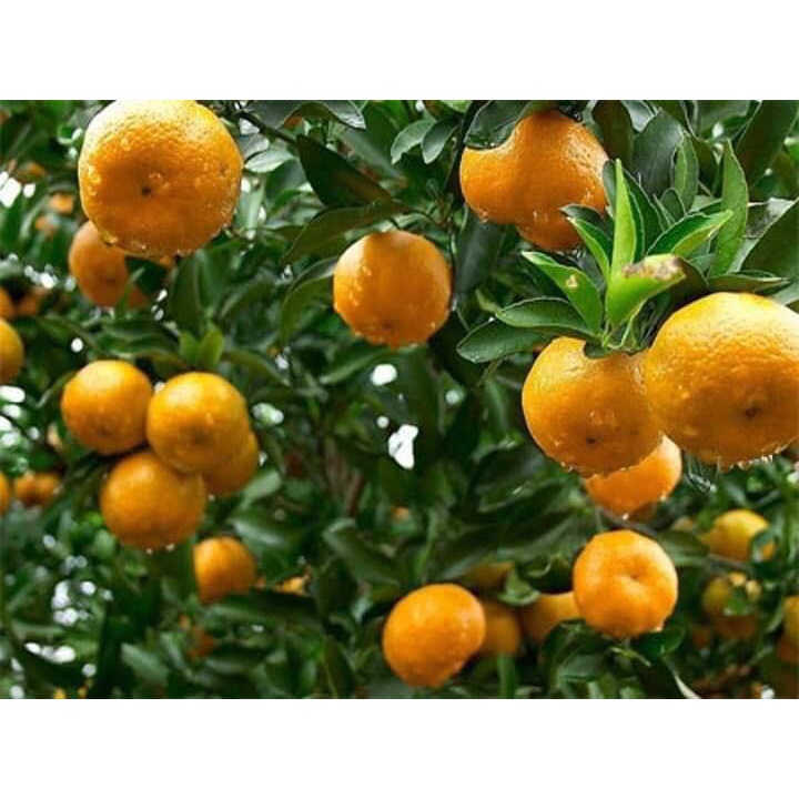Cây Giống Quýt Đường Hà Nội, Quýt đường canh, Siêu Ngọt, Dễ Trồng, cây ghép nhanh cho trái