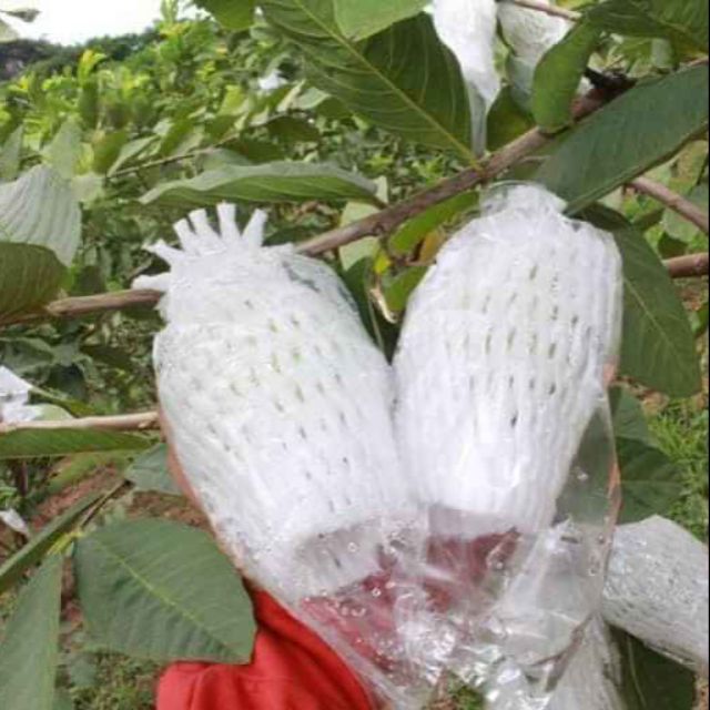 50 túi xốp bọc ổi