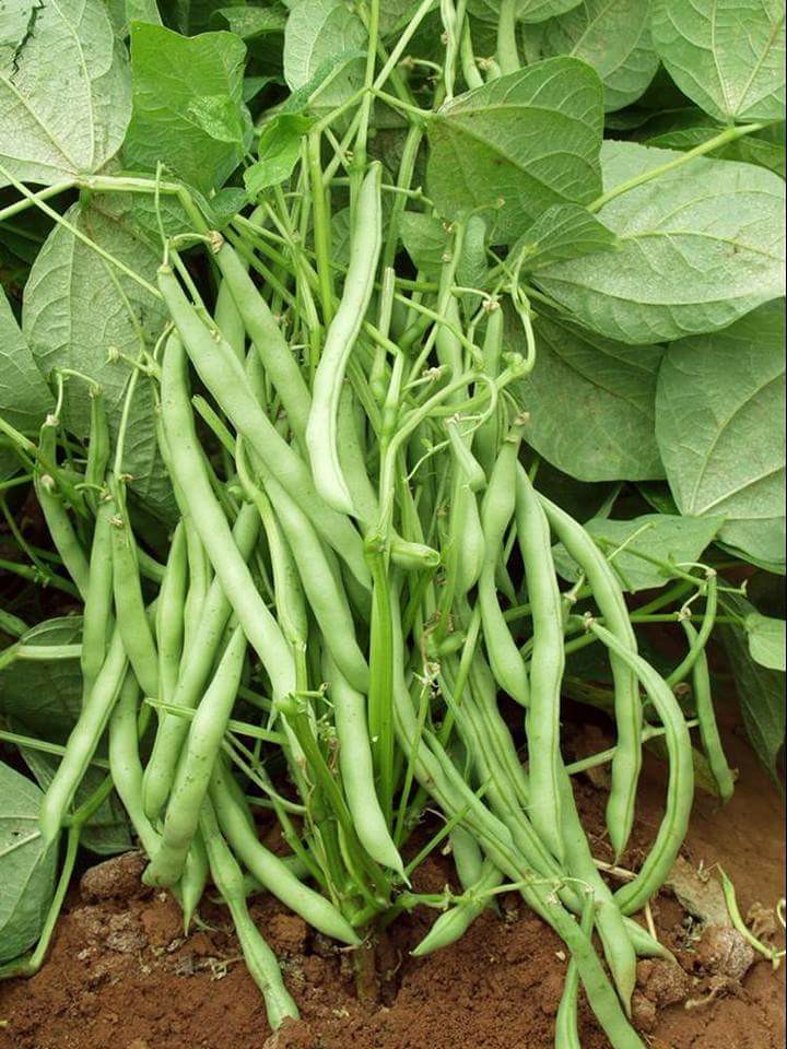 Hạt giống Đậu Cove lùn (10 gram)