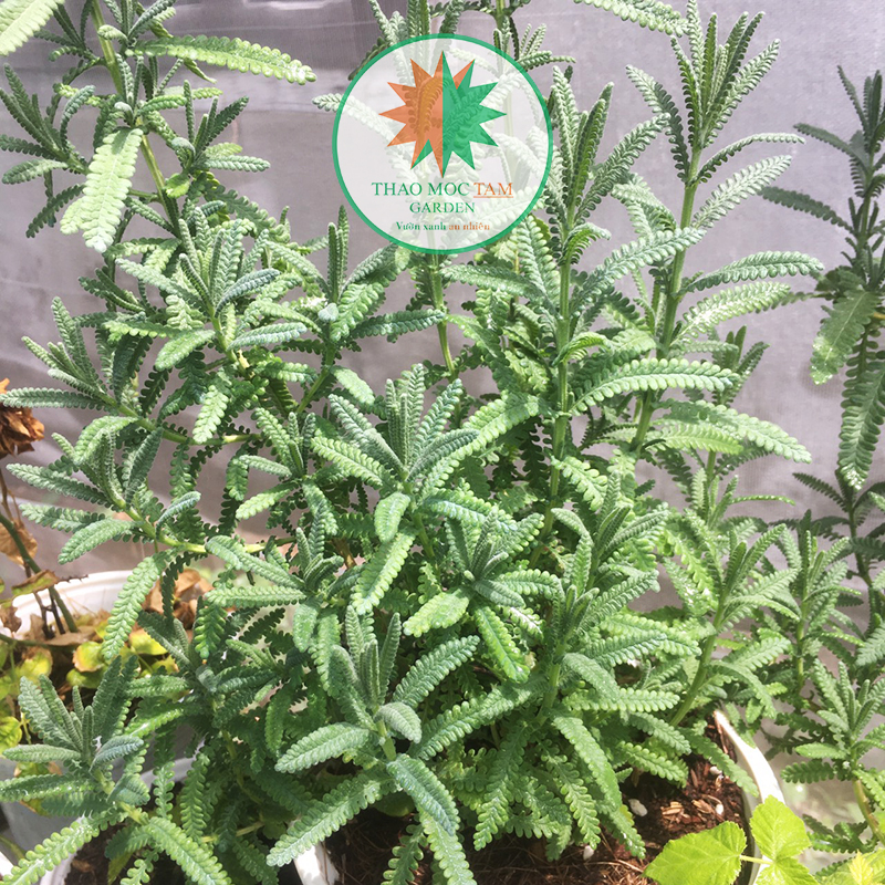 Cây Oải hương S15 - Lavender Dentata