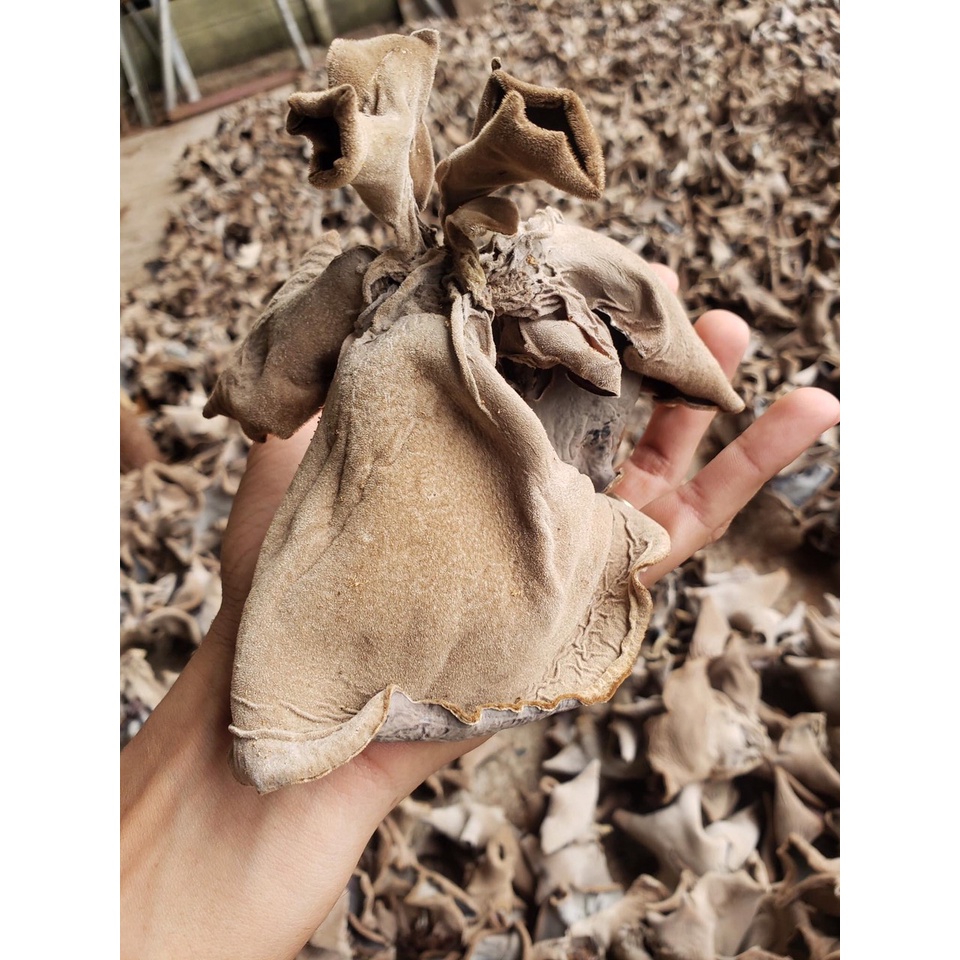 Phôi nấm Mộc nhĩ - (01 kiện 06 bịch nấm)