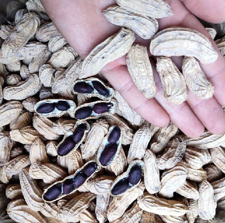 Hạt giống lạc đen kokuma - 15gr/gói