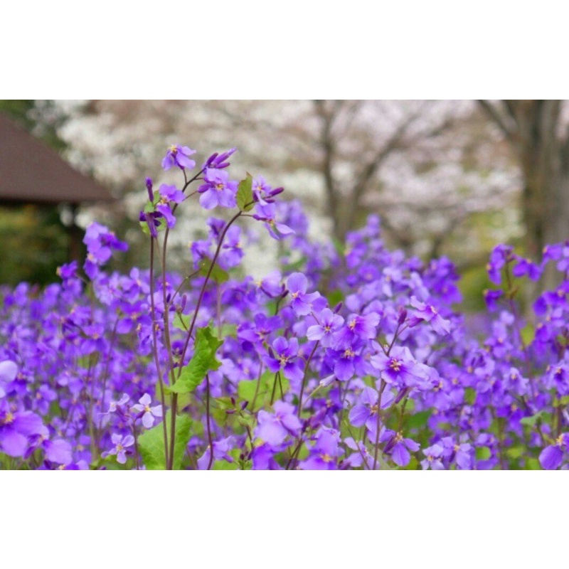 Hạt giống hoa Violet Nhật (hoa cải tím) gói 100 hạt