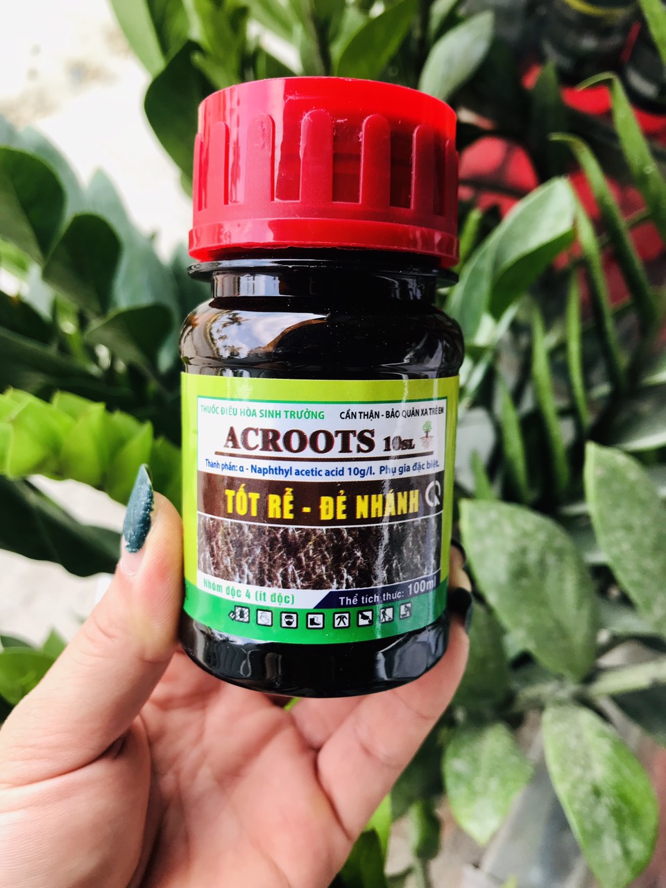 Phân bón siêu kích rễ ACROOTS 10SL - Tốt rễ - Đẻ nhánh (100ml)