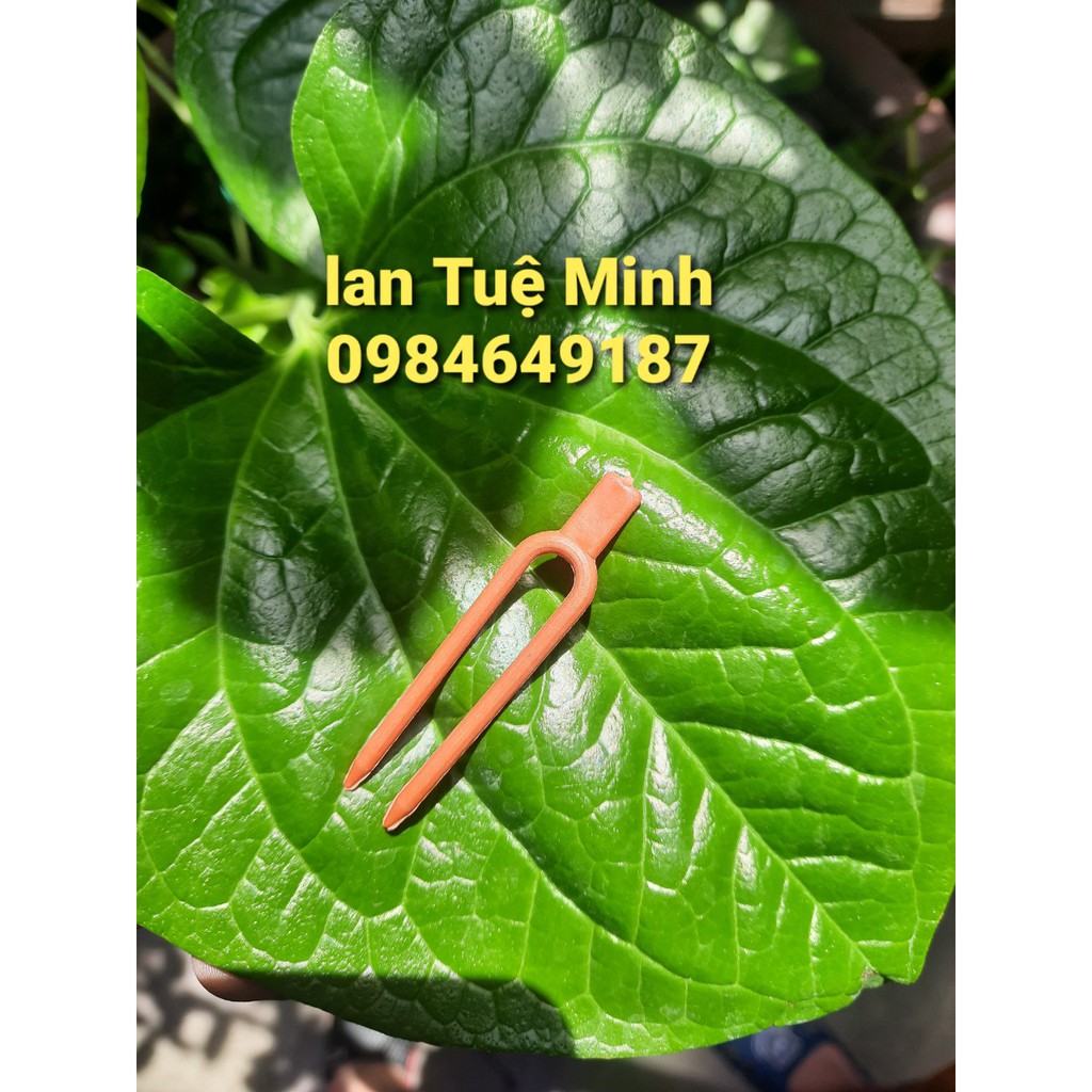 10 Kẹp cố định kie phong lan