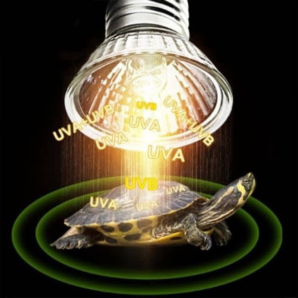 [hot sale] Đèn sưởi UVA + UVB 3.0 cho bò sát Nomoy pet