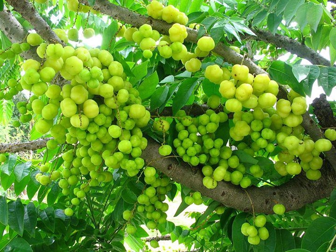 Cây chùm ruột - quả chua - cây giống (mua 5 cây tặng thêm 1 cây)