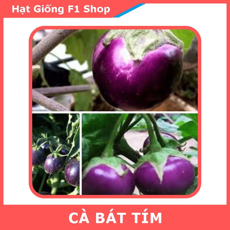 Hạt Giống Cà Tím Trái Tròn - Cà Bát Tím