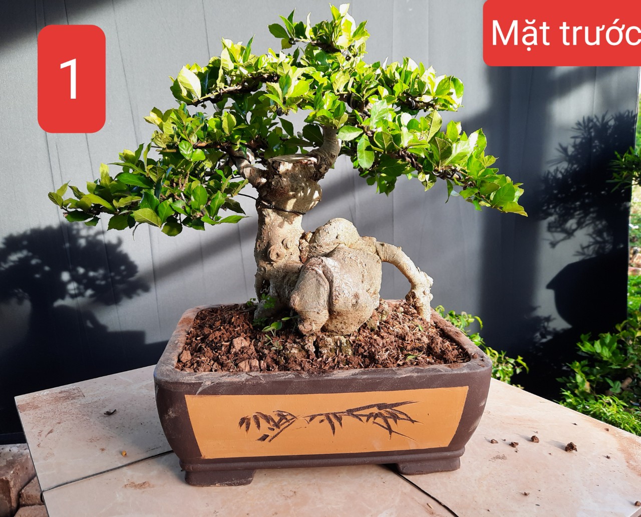 Cây bonsai si trưng cảnh tươi xanh